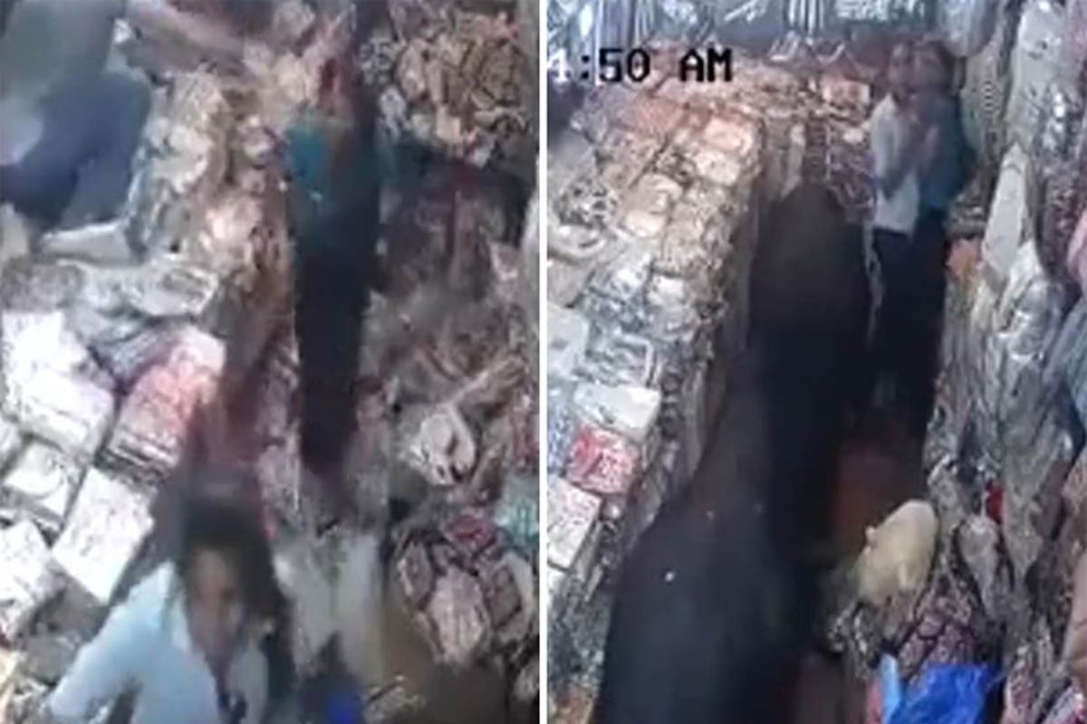 Dva bika se potukla u prodavnici (VIDEO)