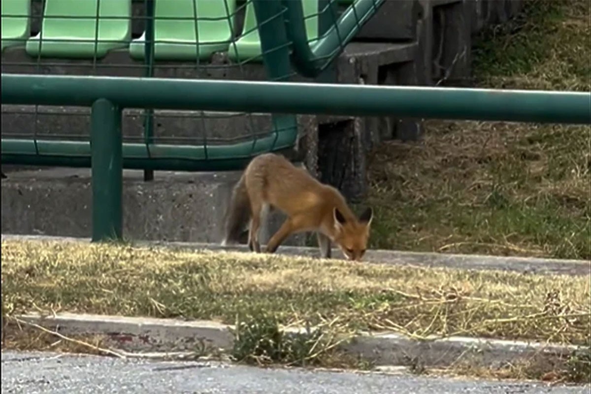 Goste na stadionu u BiH iznenadila lisica