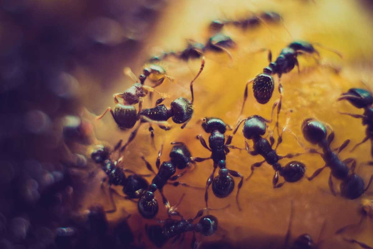 Ovaj začin tjera mrave iz kuće, dodajte samo mrvicu u vodu