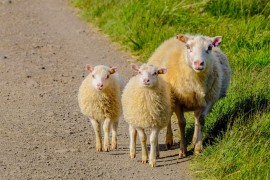 Rumunija zabranila ispašu ovaca i koza zbog epidemije kuge