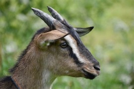 Grčki farmeri: Kozja kuga neće zaustaviti proizvodnju fete