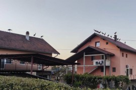 Zaštićene bijele rode se odmaraju i hrane u Banjaluci, ali stradaju ...