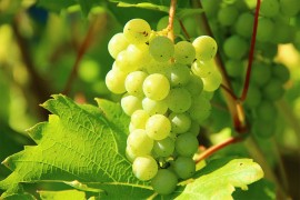 Stručnjak otkrio kako se pravilno pere grožđe da bi svi pesticidi ...