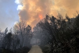 Kusturić: NP "Sutjeska" ugrožen, apelujem na ljude u Sarajevu da ...