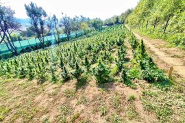 Otkrivena plantaža marihuane, vrijednost procijenjena na tri miliona