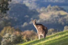 Strava u Australiji: Kengure ubijali nehumanim metodama