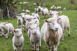 Komšije spasile stado ovaca iz velikog požara