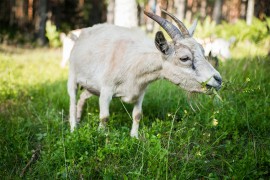 Uhapšen trojac: Bebu (2) hranili kozjim mlijekom, sokom i bečkim ...