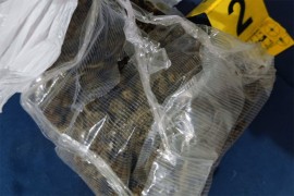 Policija u Prijedoru oduzela 720 grama marihuane, uhapšene dvije osobe