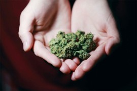 Raste broj kurira koji ilegalno unose kanabis u Veliku Britaniju