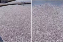 Hiljade mrtvih riba preplavile plaže grčkog grada (VIDEO)