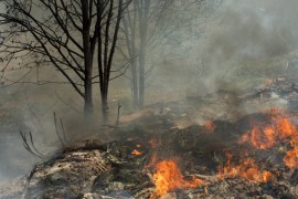 U selu Žarče gori preko 50 hektara borove šume
