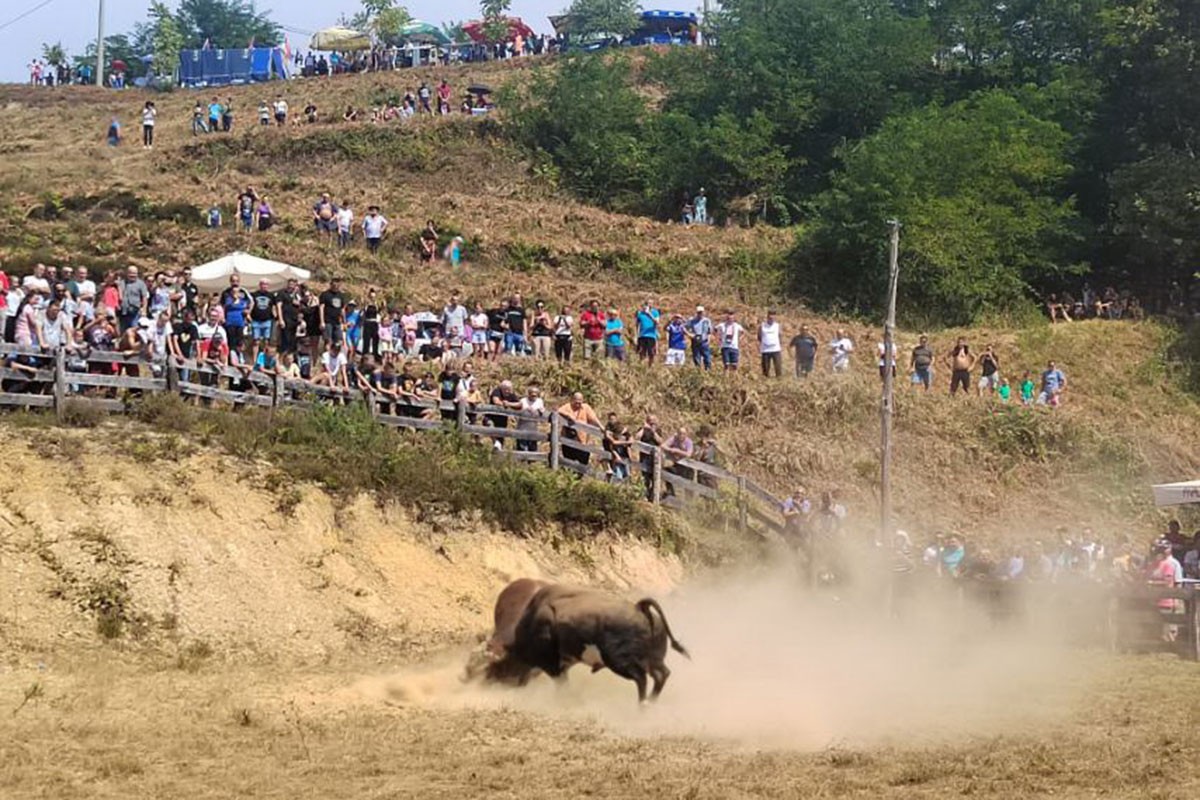 Bik Putalj pobjednik Grmečke koride