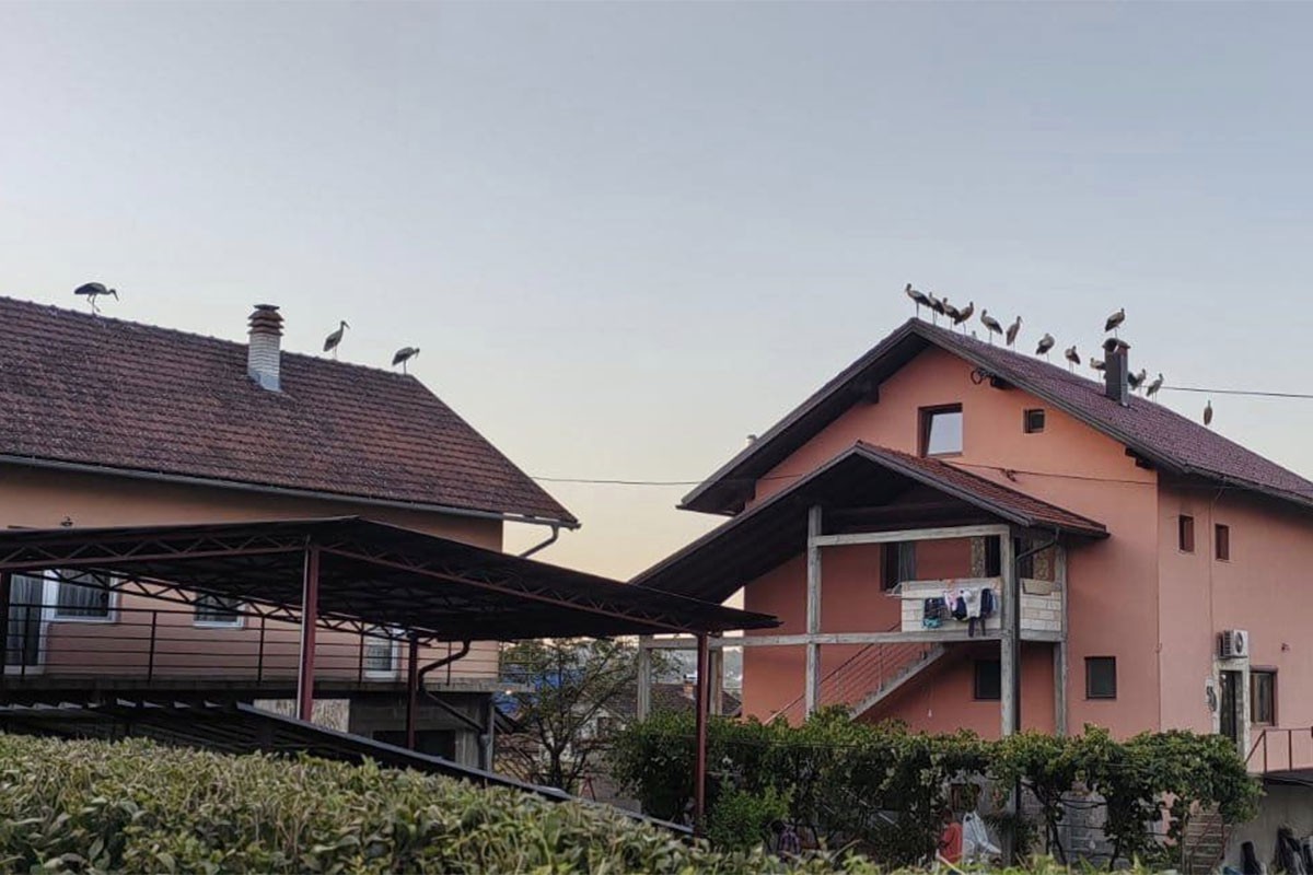 Zaštićene bijele rode se odmaraju i hrane u Banjaluci, ali stradaju od strujnog udara