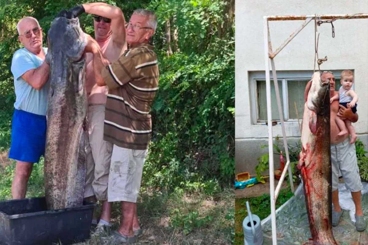 Izvukao soma, težak skoro 100 kila