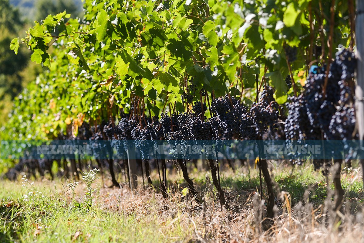 Vinogradari zadovoljno trljaju ruke, očekuju dobru berbu