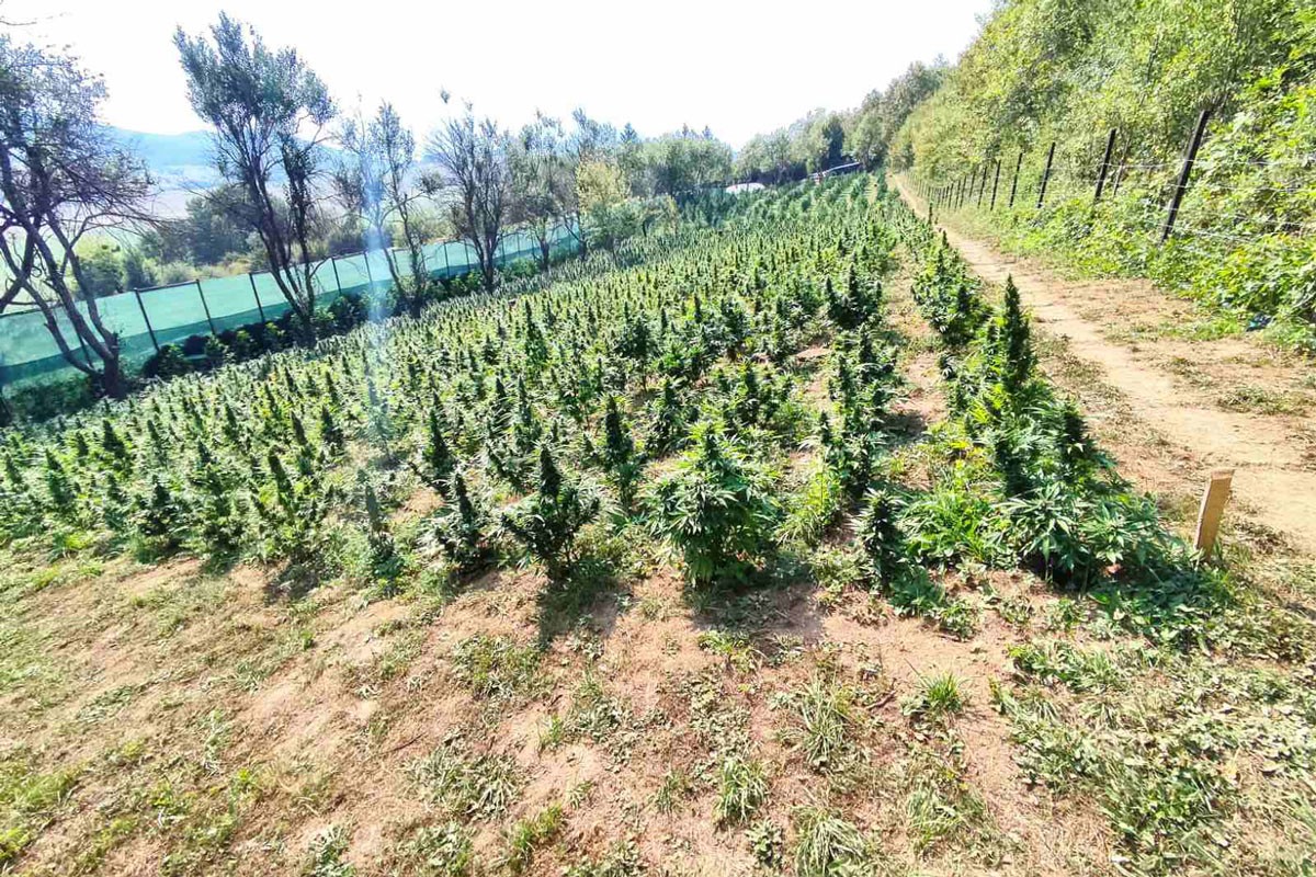 Određen pritvor trojki zbog plantaže marihuane vrijedne tri miliona