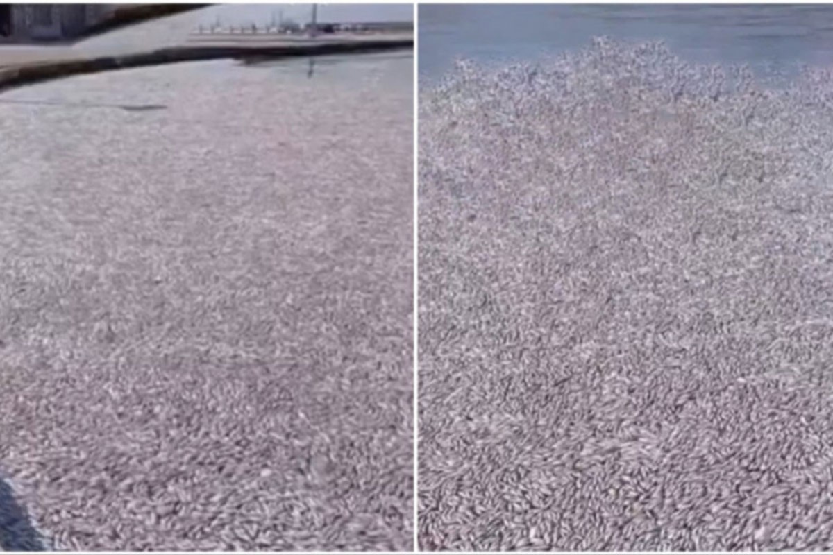 Hiljade mrtvih riba preplavile plaže grčkog grada (VIDEO)