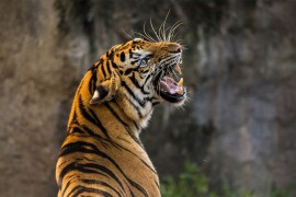 Tigar ugrizao ženu koja brine o životinjama u zabavnom parku