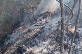 Vatra prijeti staništu endemične Pančićeve omorike
