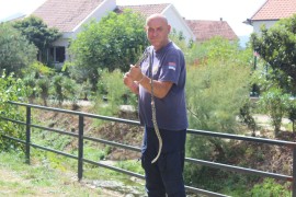 Najezda zmija otrovnica u Trebinju: Šarka ulovljena u centru grada ...