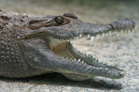 Krokodil napao čovjeka na zabavi