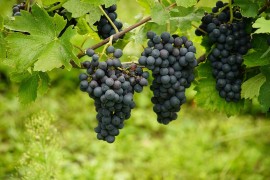 Recept koji je oduševio mnoge: Spakujte grožđe u tegle za zimu ...