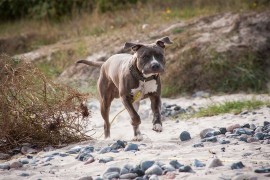 Ispovijest sina Dobojlije koga je napao staford: Osjetio je kako mu od ...