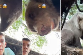 Uznemirujući snimak srpskog jutjubera: Upao u rupu, a onda je medvjed ...