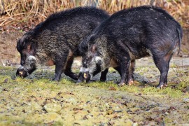 Divljač u potrazi za vodom: Lovci ključan faktor u suzbijanju ...