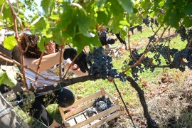 Berba grožđa u Srpskoj ove godine poranila: Vinari očekuju vrhunska ...