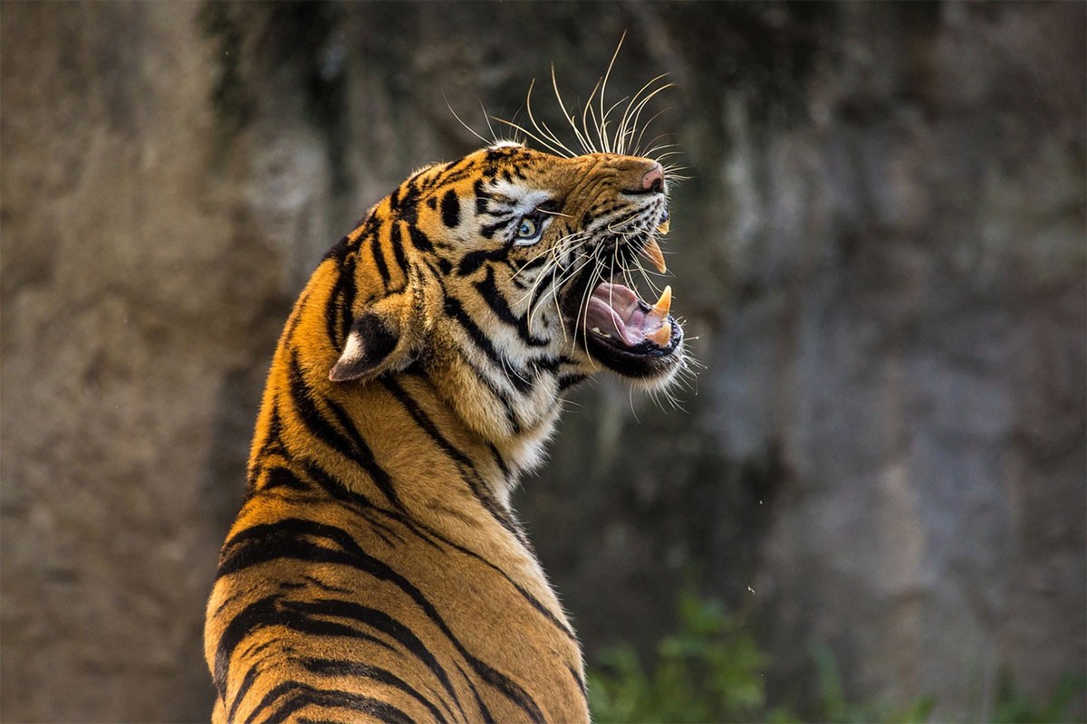 Tigar ugrizao ženu koja brine o životinjama u zabavnom parku