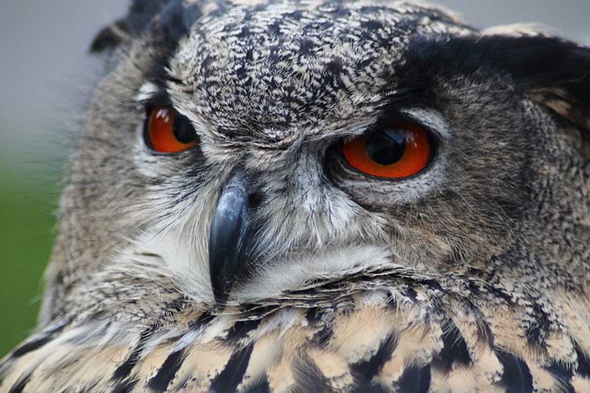 Životinje koje donose nesreću i slute na zlo