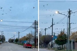 Ptice izluđuju stanovnike nakon sječe šume