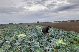 Porodica proizvela 26 tona kupusa: Imaju poruku za one kojima je skupo ...