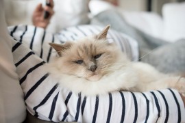 Žena šokirala muža i ljude na internetu izjavom o mačkama i djeci ...