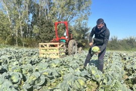 Najmlađi poljoprivrednik u Srbiji: Obrađuje više hektara zemlje nego ...