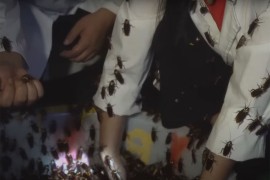 Kina proizvodi milijarde bubašvaba godišnje, ako pobjegnu desiće se ...