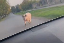 Odbjegla svinja trči gradom: Izašla nasred puta, pa zaustavila ...