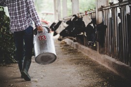 Mljekara prekinula saradnju sa trgovačkim lancem, traže pravedne ...