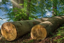 Sada i zvanično: Smijenjena kompletna uprava "Šuma"