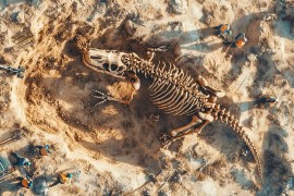 Da li su najbolje očuvani dinosaurusi umrli u događajima poput onih u ...