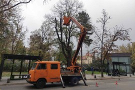 Opasnost za prolaznike, više od 60 stabala u Banjaluci biće uklonjeno ...