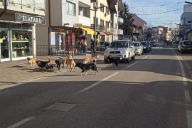 Gradske vlasti podsjetile vlasnike pasa na njihove obaveze