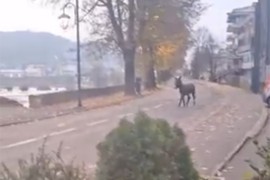 Magarac sam lutao ulicama Novog Grada (VIDEO)