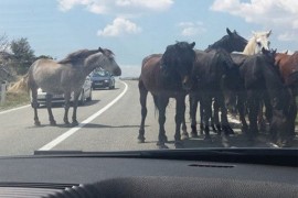 Oprezno preko Romanije zbog izlaska konja na kolovoz