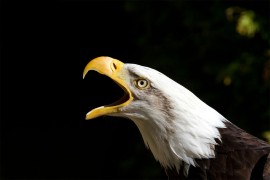 Uhapšen zbog sumnje da je ustrijelio orla