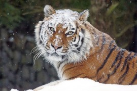 Kineske vlasti upozorile stanovništvo na opasnost od sibirskih tigrova