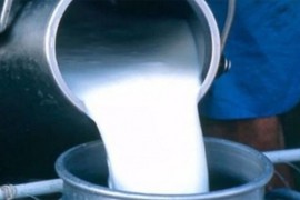 Isplaćeno 2.877.524 KM za premije za mlijeko za septembar