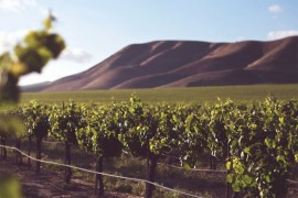 Vinogradar osuđen jer je miješao nekoliko vina pa ga prodavao kao ...